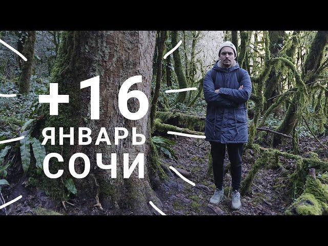 Погода в Сочи зимой. Тисо - самшитовая роща. Гастропаб "Гроза". Новогодние каникулы.