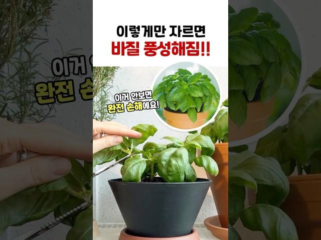바질 수확은 꼭 이거보고 하세요⭕ 무조건 잘 자라요‼ | 바질 가지치기 방법 | 바질 수확하기 #바질 #바질키우기