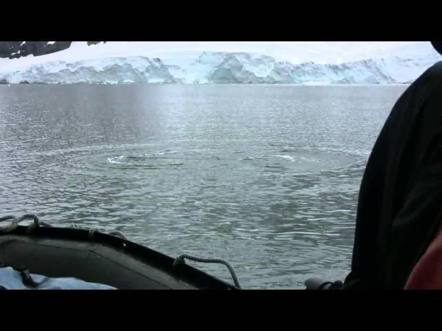 Curious Minke Whale Up Close in Antarctica