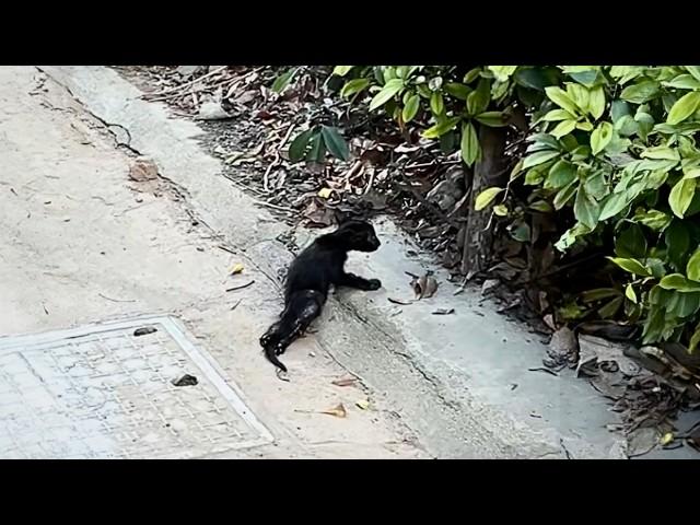 A disabled kitten drags its weak hind legs, struggling to survive by the roadside, but no one cares.