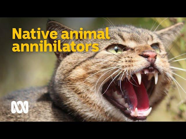 Feral cats - Australia's native animal annihilators  | Meet the Ferals Ep 2 | ABC Australia