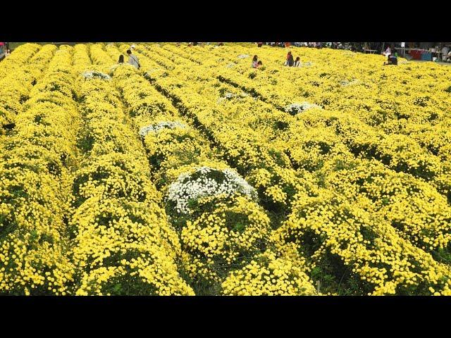 銅鑼菊香 Chrysanthemum Fragrance