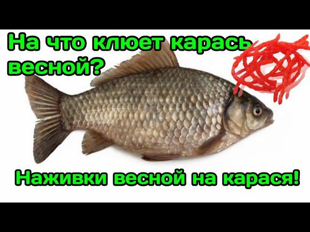 На что клюет карась весной? На что ловить карася весной?
