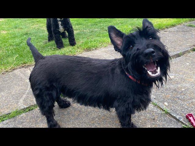 Scottie Dog Zoomies