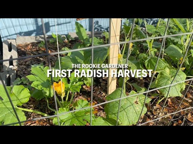 The Rookie Gardener: Radish Harvest