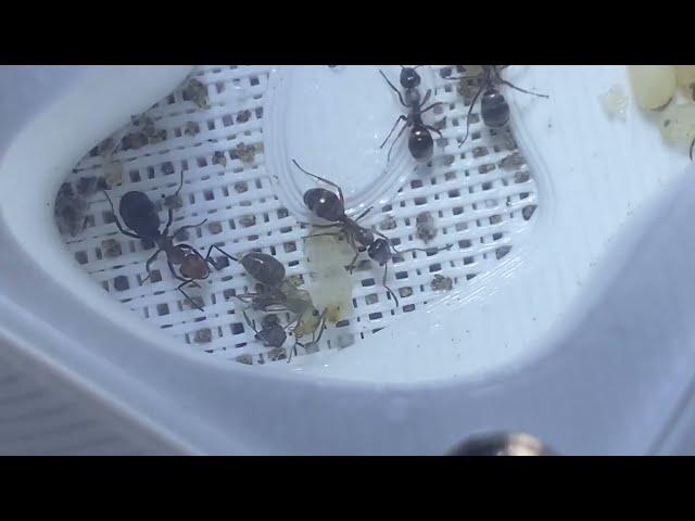 First Parasitic Formica worker of 2023!