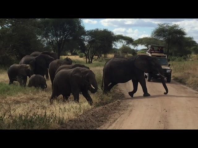 Elephants in Tanzania