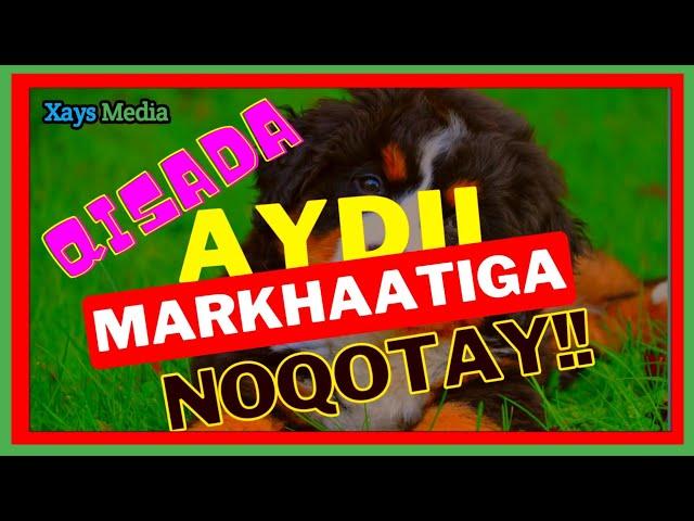 Qisada Aygi Runta Sheegay || Yaab || Xays Media ||