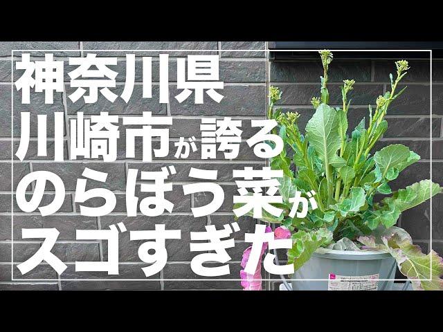 【冬に収穫】興味深い遺伝子『川崎ののらぼう菜』を紹介！バケツで水耕栽培をする方法の解説！秋まき冬収穫野菜！