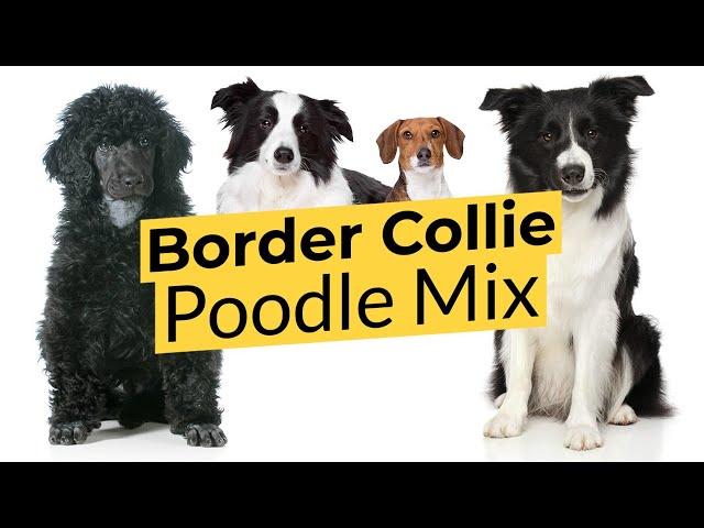 Border Collie Poodle Mix  Bordoodle  Border Doodle 