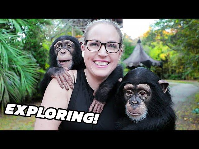 A DAY PLAYING WITH BABY CHIMPANZEES!