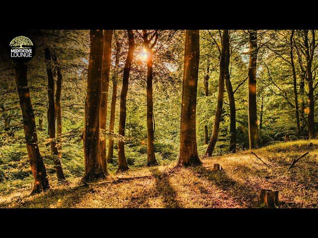 Relaxation music piano | Nature Forest Sounds Birds | Music to relax