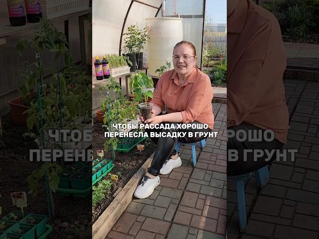 Высаживаем рассаду в теплицу и открытый грунт без стресса