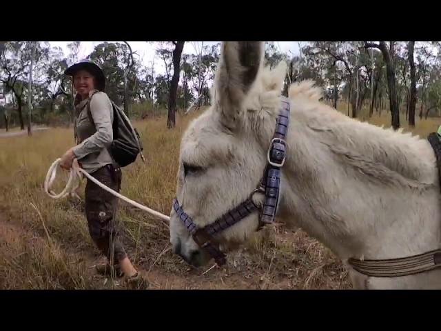 Pack-Donkey Adventures