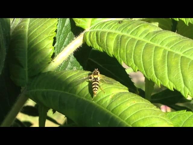 Sphaerophoria hoverfly laying eggs