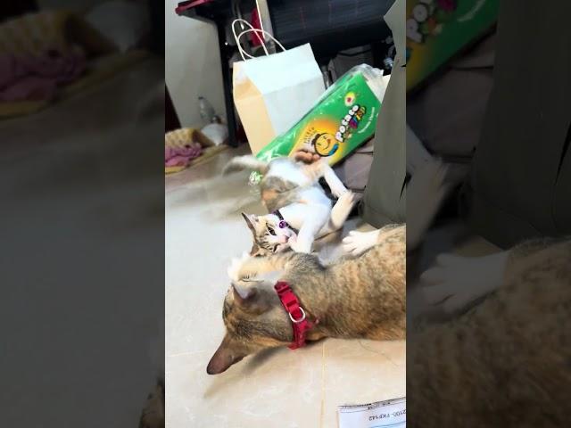 The Cat play each other 