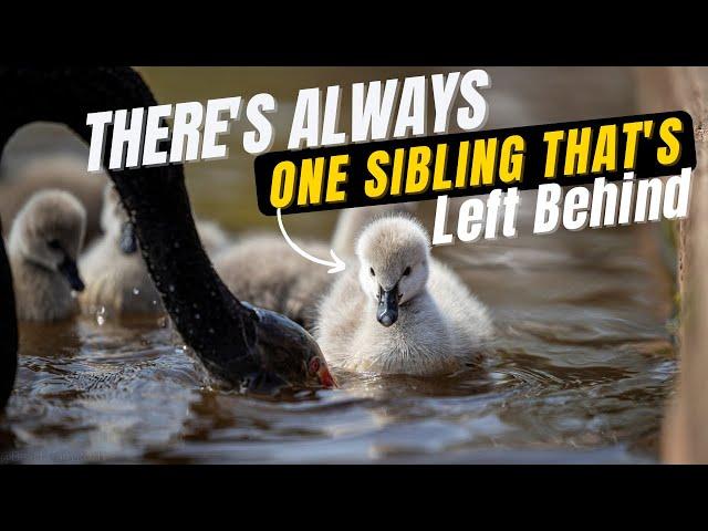 Super Cute Baby Animals - Black Swans Cygnets First Time to Water - Is One Sibling Left Behind?