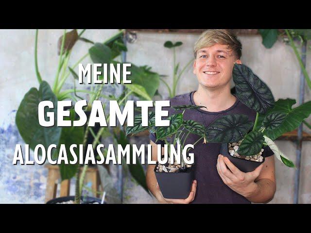 Meine Alocasiasammlung - So viel haben meine Alocasien gekostet, so dünge ich sie