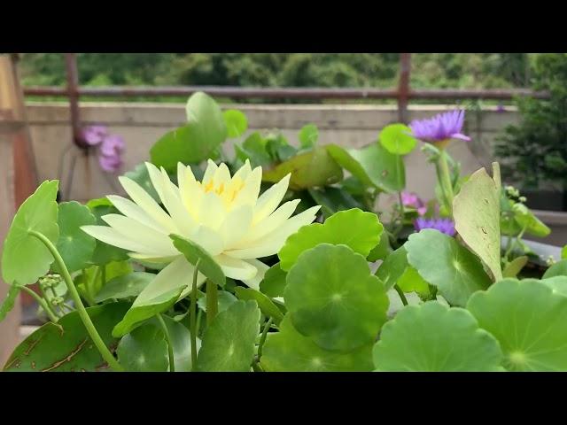 pygmy waterlily 黃色睡蓮