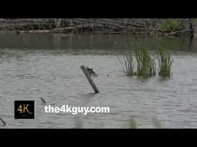 4K UHD 60fps - Eastern Kingbird (Tyrannus tyrannus) diving in water in attempt to catch a fish