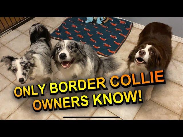 Things only border collie owners would know!