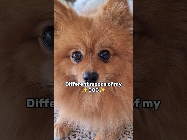 Different MOODS Of My Dog  #shorts #dog #pomeranian