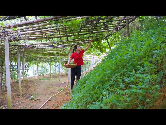 Harvesting Chayote (Su Su) at The Farm  | Market Selling & Simple Cooking | Hana Daily Life 686