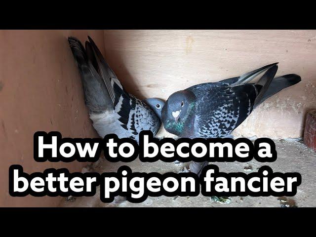 How to Become a BETTER Racing fancier | My "Secrets" about racing pigeons |