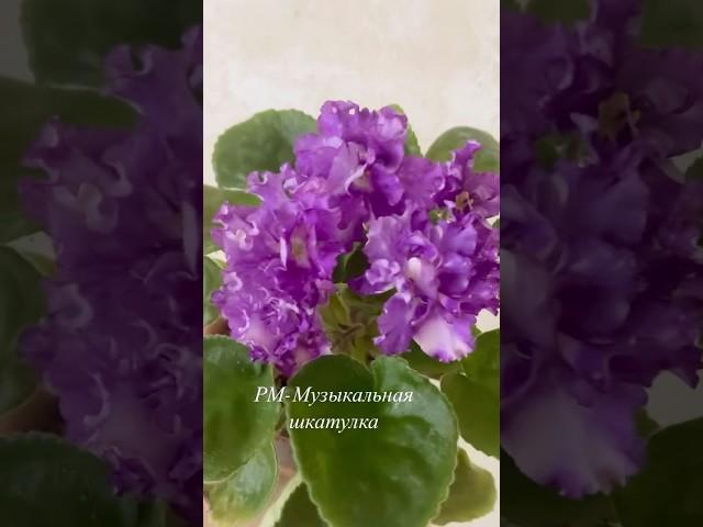 РМ-Музыкальная шкатулка #цветы #фиалки #сад #комнатныерастения #комнатныецветы