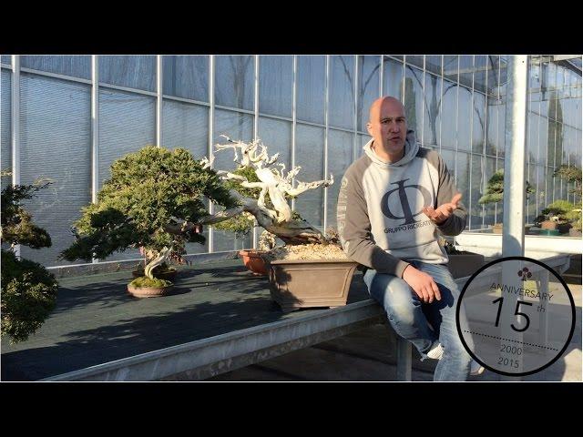 Collecting Yamadori Bonsai, Mauro Stemberger