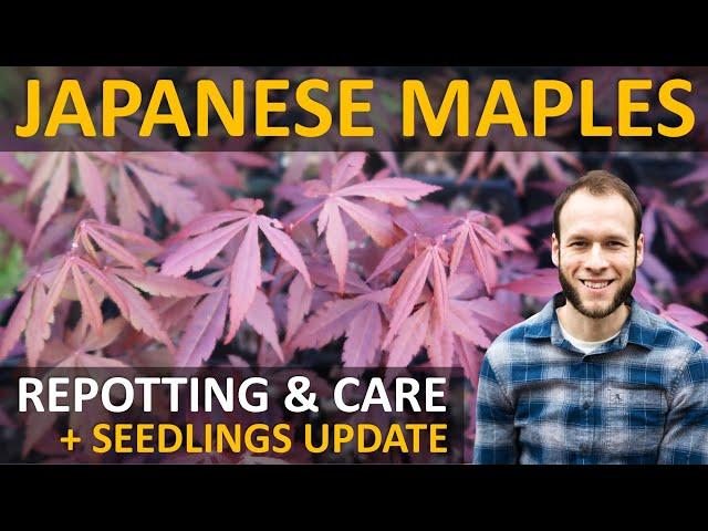 Japanese Maple Seedling Update + When to Re-pot New Maple Seedlings