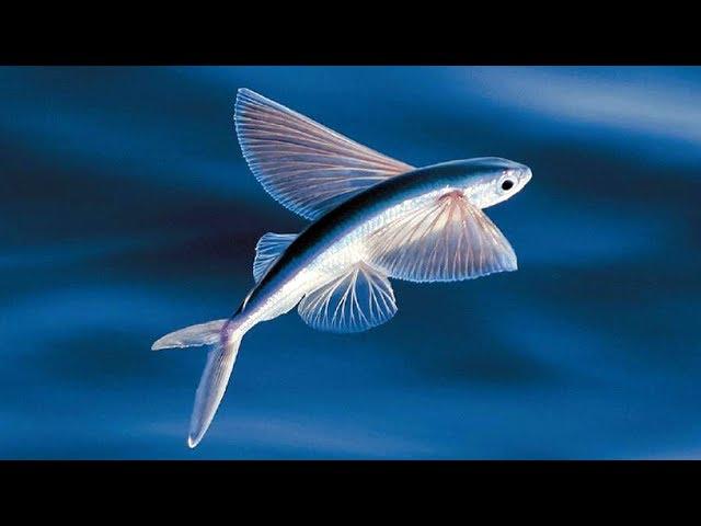 The Evolution of Flying Fish