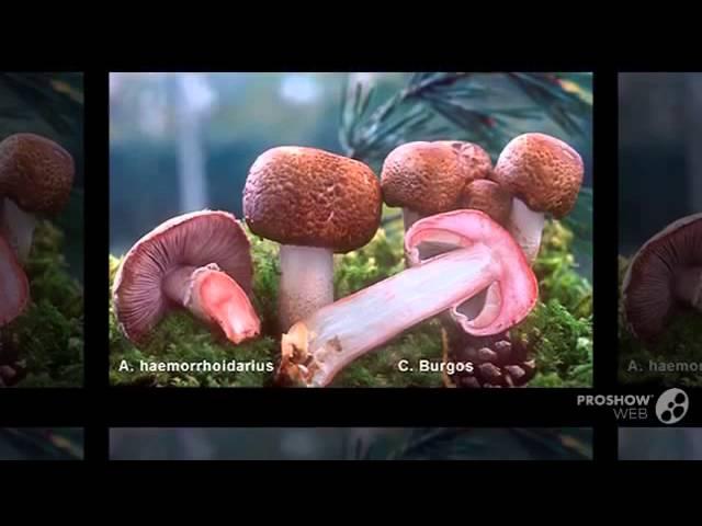 Agaricus haemorrhoidarius - fungi kingdom