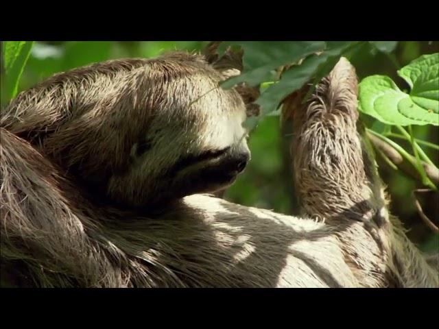 The Amazon jungle Birdsong.Series 2.
