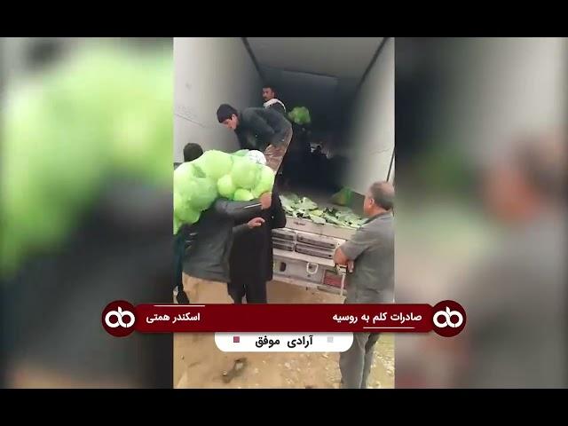 صادرات کلم به روسیه