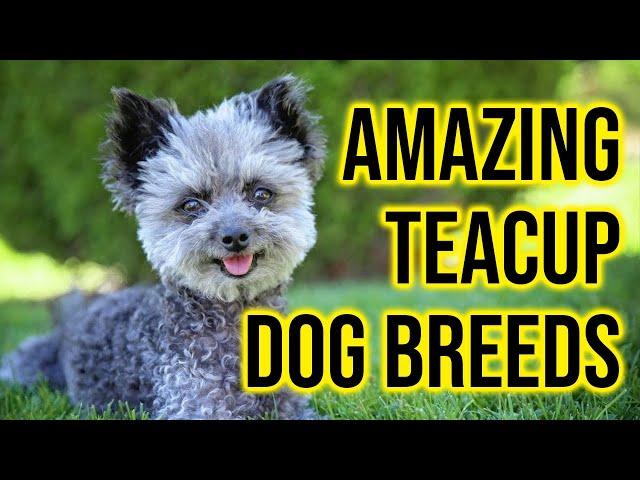 Top 10 Amazing Teacup Dog Breeds To Own/ Amazing Dogs