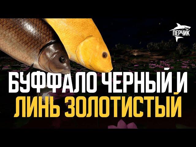 Высидка редких трофеев - Буффало черный и Линь золотистый ● Русская рыбалка 4 ● Перчик РР4