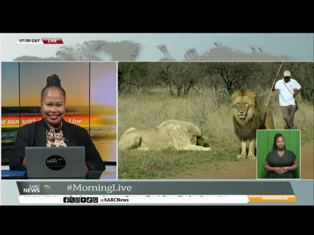 Follow the Sun I Leanne Manas walks the lions at the Ukutula Lodge and Game Reserve
