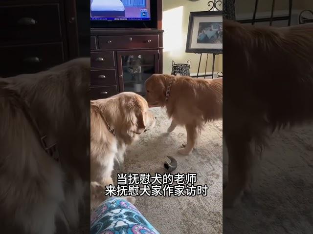 抚慰犬：尴...尴尬狗狗 我的萌宠 精神抚慰犬萌宠出道计划治愈@DOU+小助手