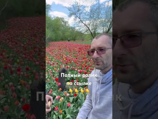 Выращивание луковиц тюльпанов в Луганске