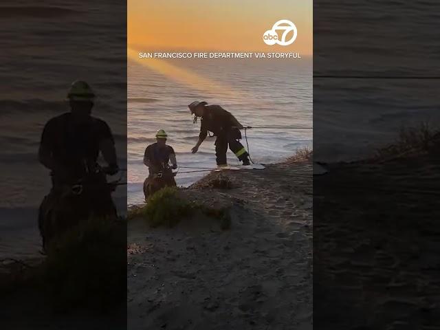 Dog rescued from San Francisco cliff