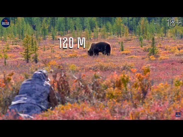 TOP 50 HUNTS. Bears, woald boars, mooses, roe deers, deers. Hunting in Russia Compilation