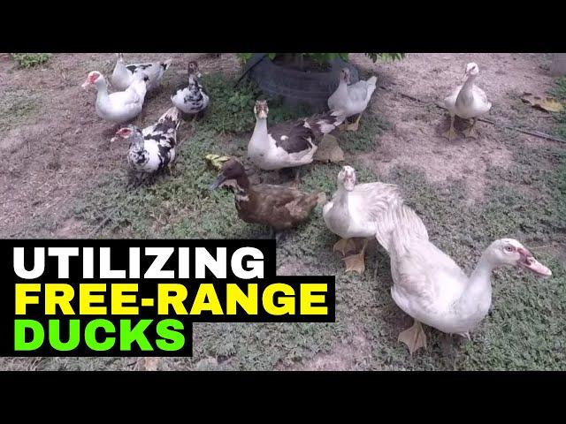 FREE Range Duck Farming (Weed & Bug Control)