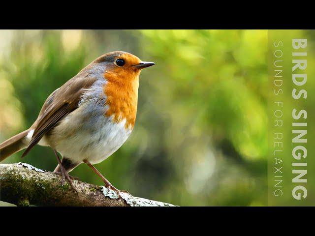 Birds Singing - 11 Hour Bird Sounds Relaxation, Soothing Nature Sounds, Birds Chirping