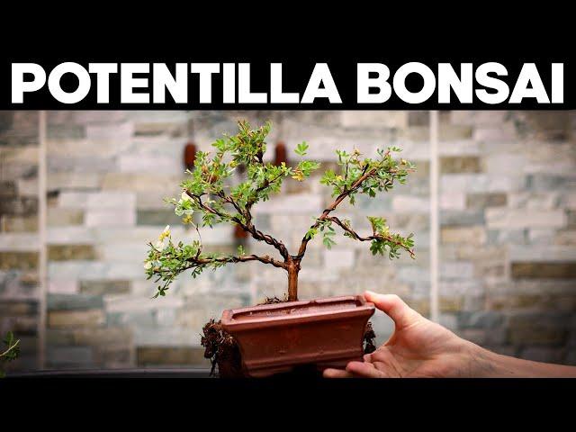 How to Make Bonsai from Potentilla*EASY*