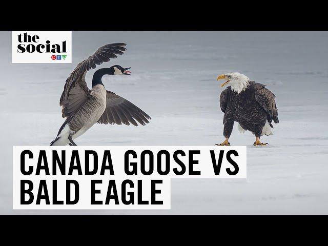 The Canada Goose vs. Bald Eagle Showdown! | The Social