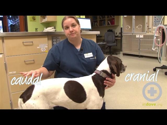 Directional Terms in Veterinary Medicine