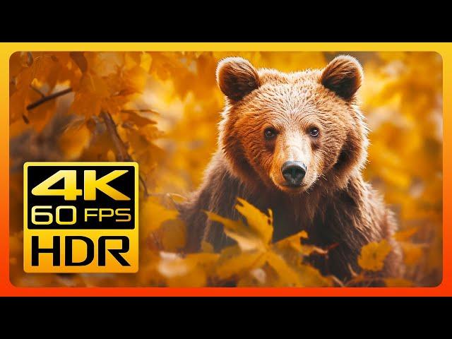 Beautiful Autumn Wildlife in 4K HDR 60fps  Fall Leaves Colors & Relaxing Piano Music