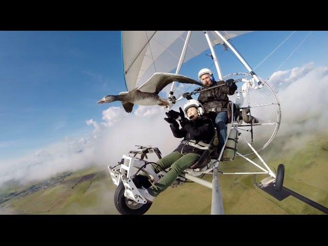 Vol en ULM avec les oies et Christian Moullec. Fly with birds, geese, on board a microlight.