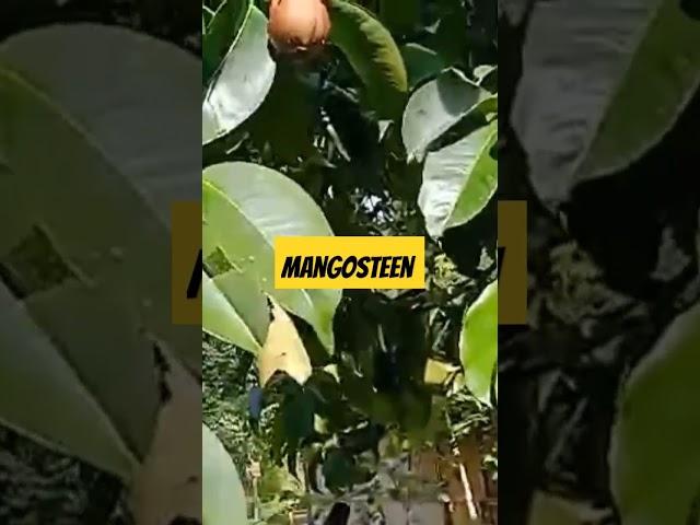 #mangosteen #asmr #fruit #season #yummy #satisfying #countryside #philippines